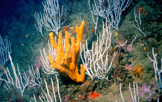  Axinella polypoides (Yellow/Orange Branching Sponge)